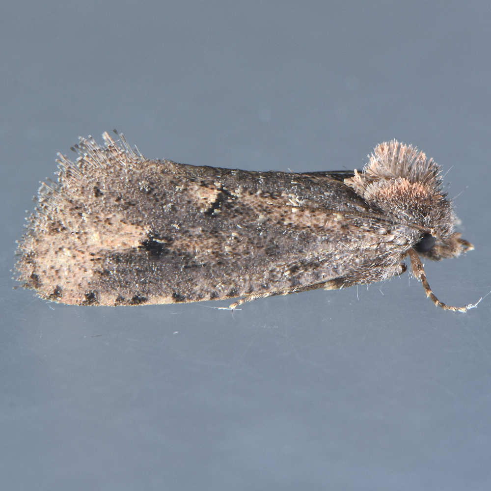0357  Acrolophus kearfotti