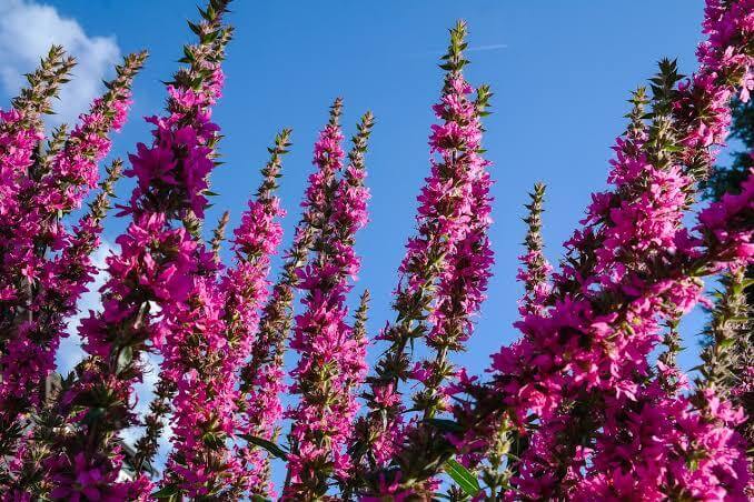 purple-flowers-Ireland.jpeg