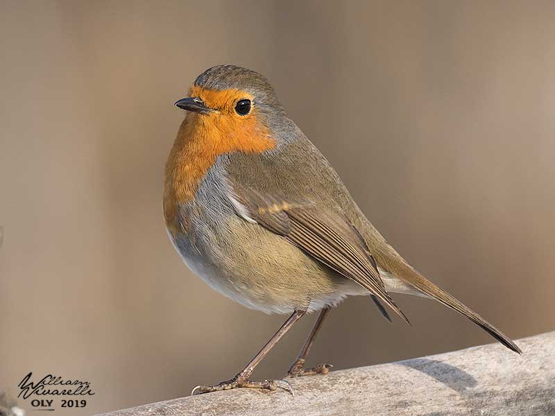 Pettirosso (Erithacus rubecula)