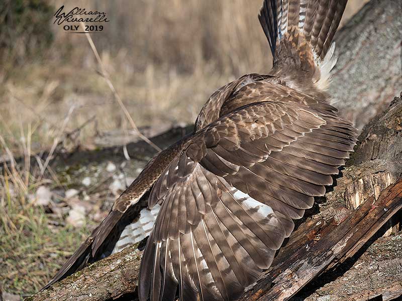 Poiana (Buteo buteo)