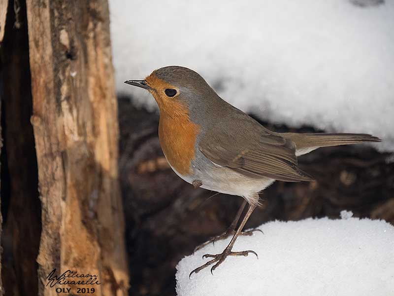 Pettirosso (Erithacus rubecula)