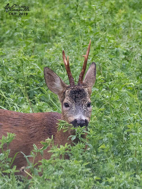 Capriolo (Capreolus capreolus)