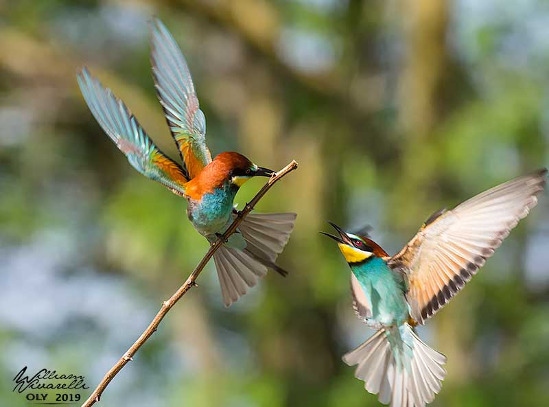 Gruccione (Merops apiaster)