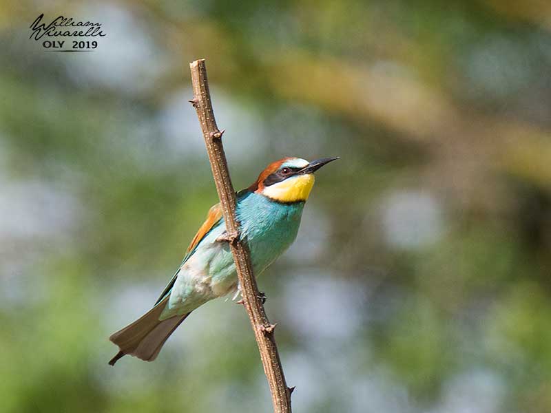 Gruccione (Merops apiaster)