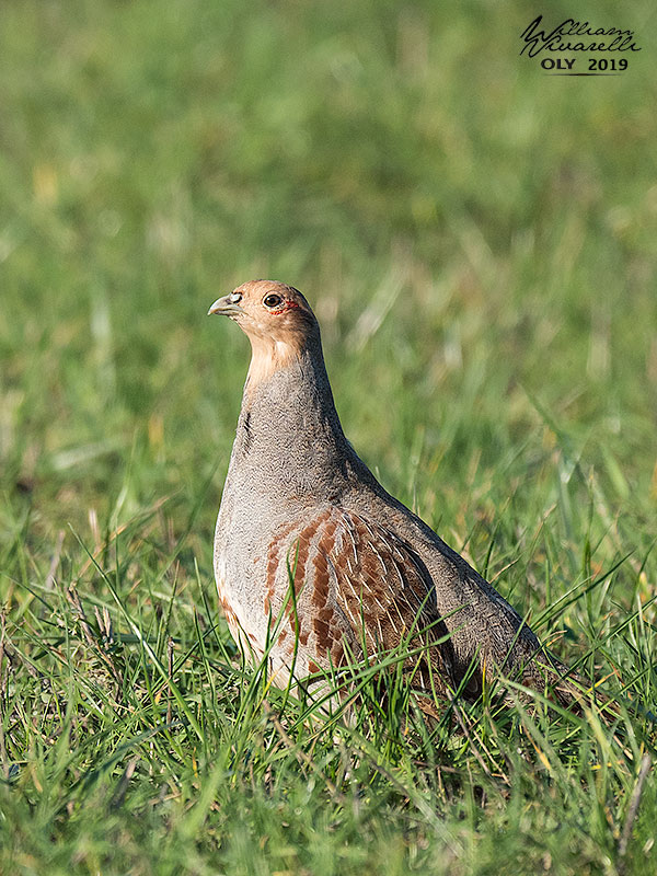 Starna (Perdix perdix)