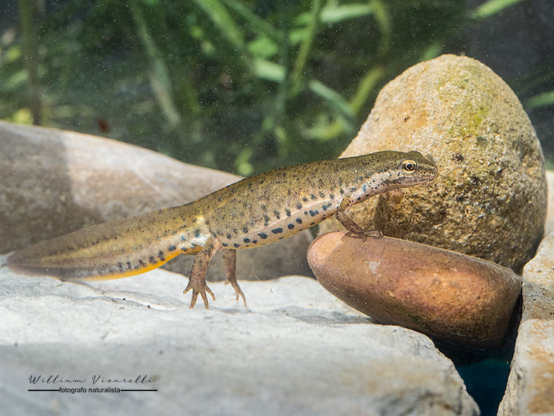 Tritone punteggiato (Lissotriton vulgaris)