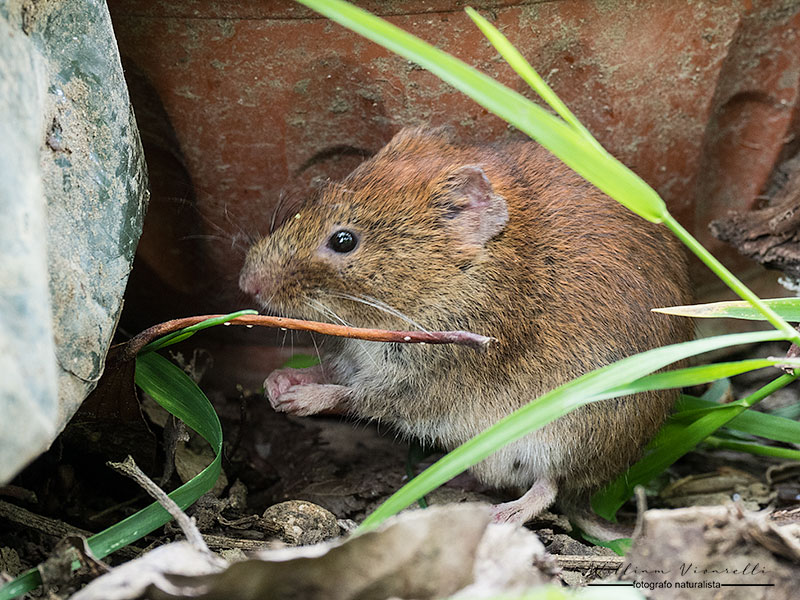 Arvicola rossastra (Myodes glareolus)