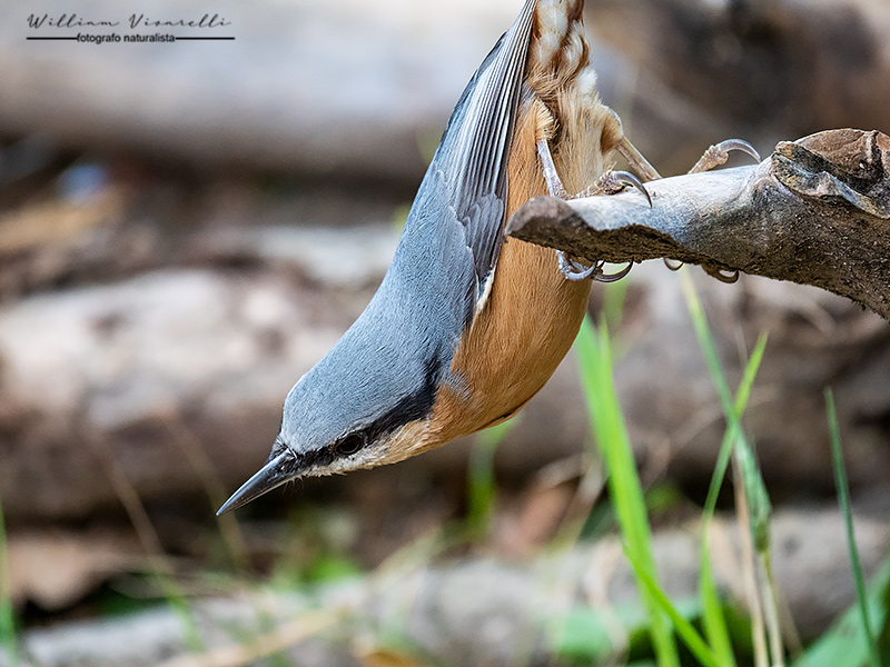 Picchio muratore (Sitta europaea)