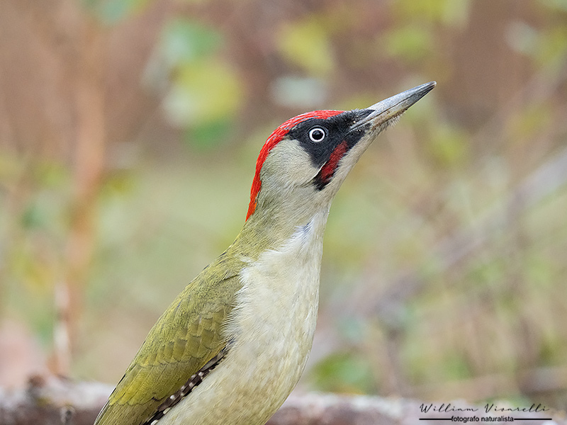 Picchio verde (Picus viridis)