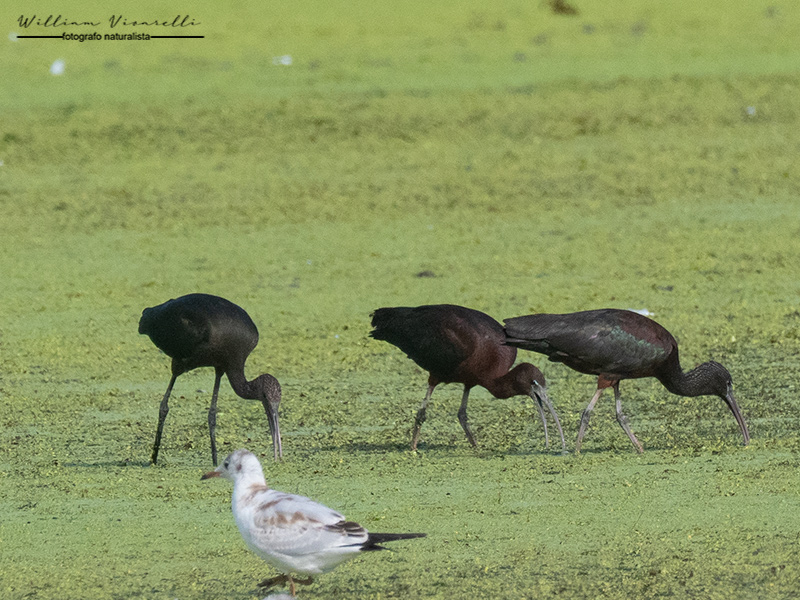 Mignatta (Plegadis falcinellus)