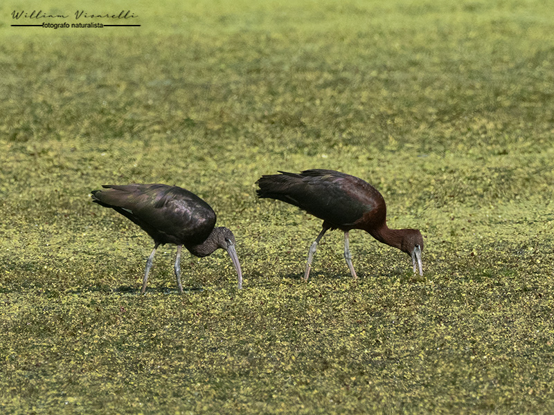 Mignatta (Plegadis falcinellus)