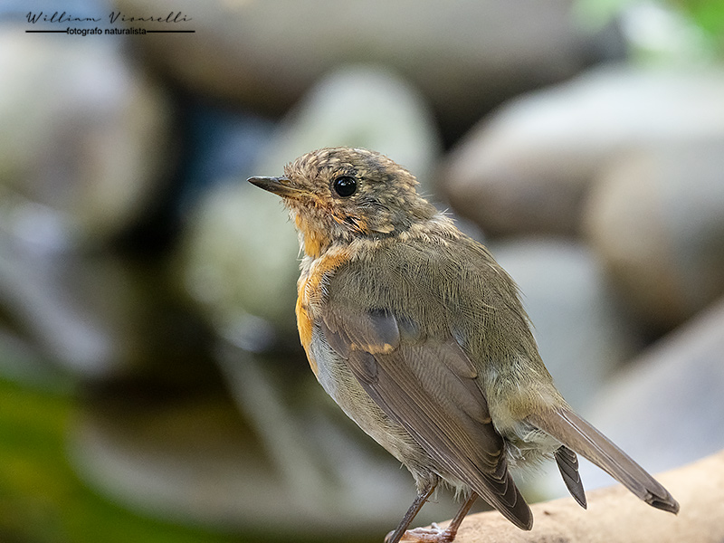 Pettirosso (Erithacus rubecula,)