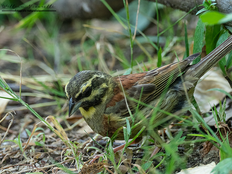 Zigolo nero (Emberiza cirlus)