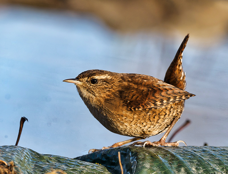 Scricciolo (Troglodytes troglodytes)