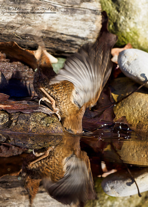 Scricciolo (Troglodytes troglodytes)