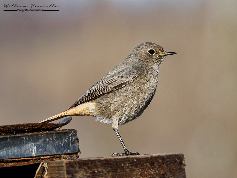 Codirosso spazzacamino (Phoenicurus ochruros)