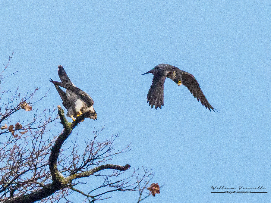 Falco pellegrino (Falco peregrinus)