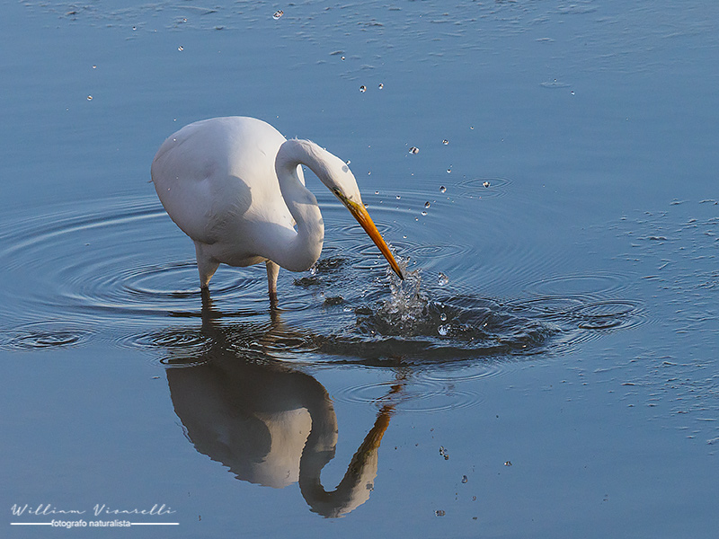 Airone bianco maggiore (Ardea alba)