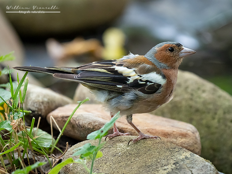 Fringuello (Fringilla coelebs(