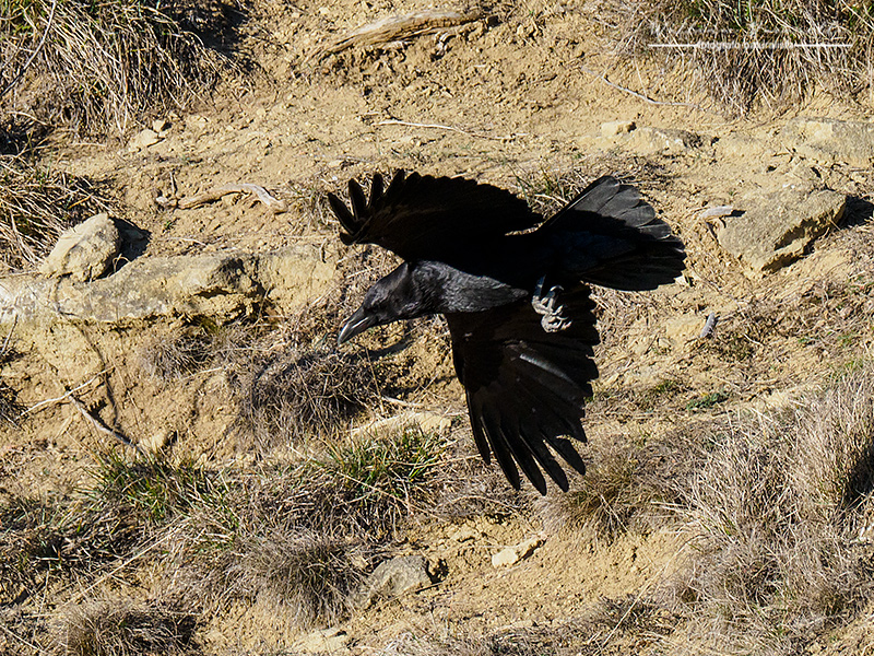 Corvo imperiale (Corvus corax)