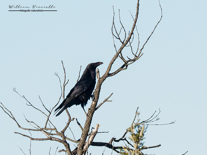 Corvo imperiale (Corvus corax)