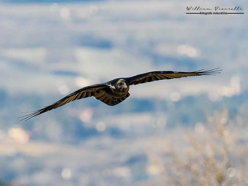 Corvo imperiale (Corvus corax)