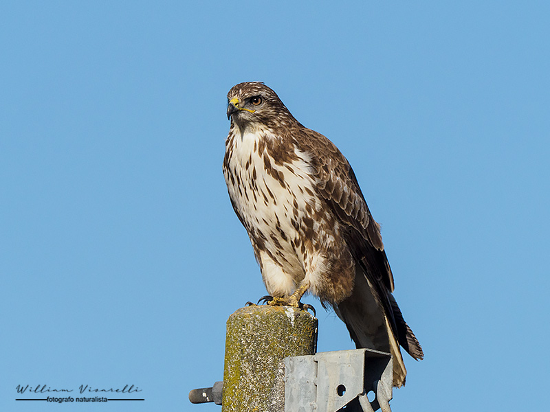 Poiana (Buteo buteo)