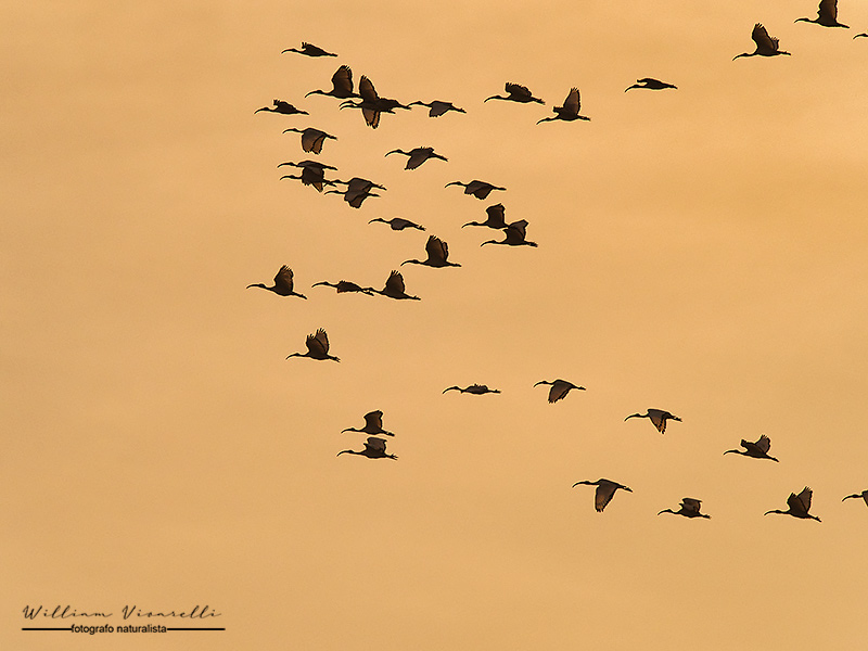 Ibis sacro (Threskiornis aethiopicus)