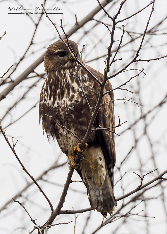 Poiana (Buteo buteo)