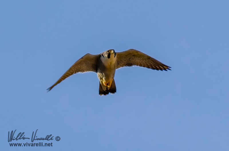 Falco pellegrino (Falco peregrinus)