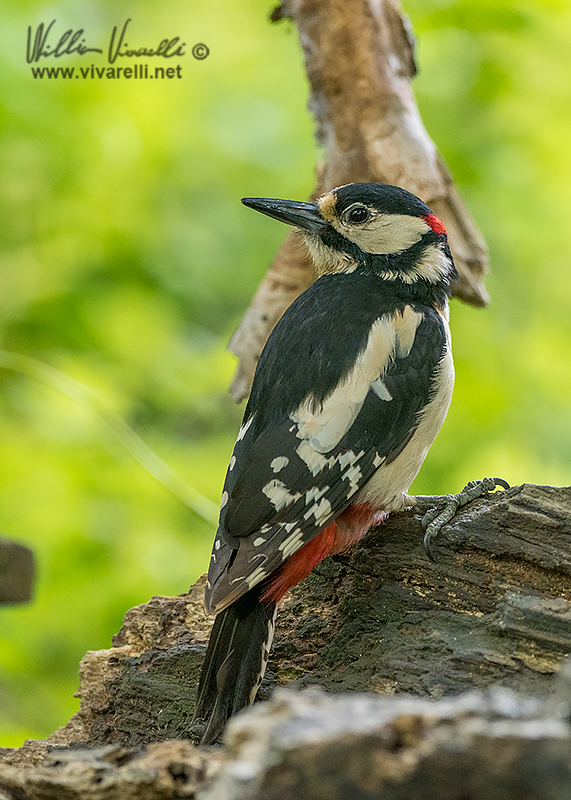 Picchio rosso maggiore (Dendrocopos major)