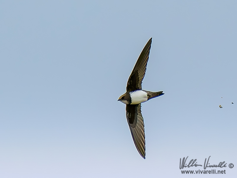 Rondone maggiore (Tachymarptis melba)