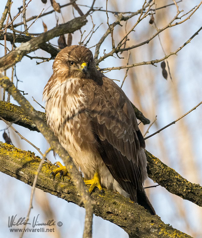 Poiana (Buteo buteo)