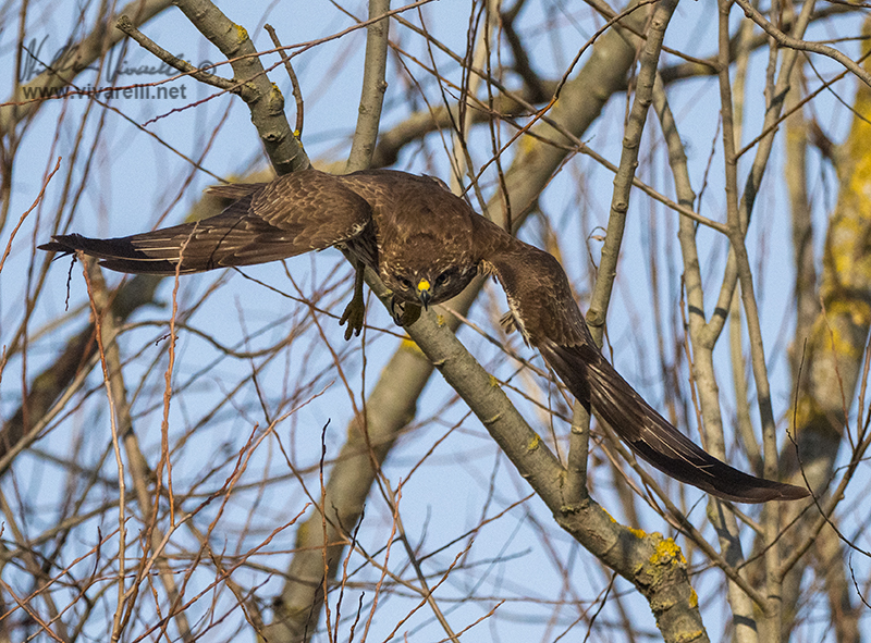poiana (Buteo buteo)