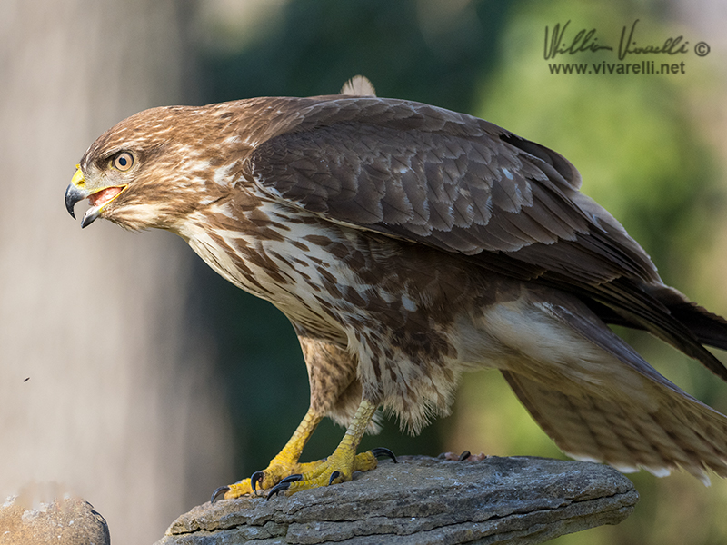Poiana (Buteo buteo)