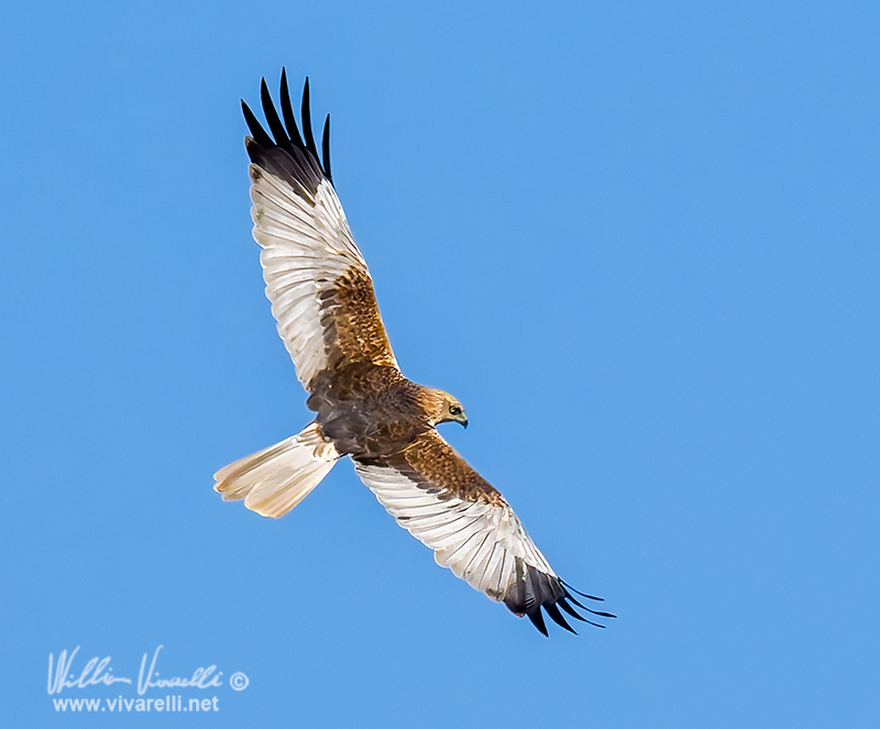 Falco di palude (Circus aeruginosus)