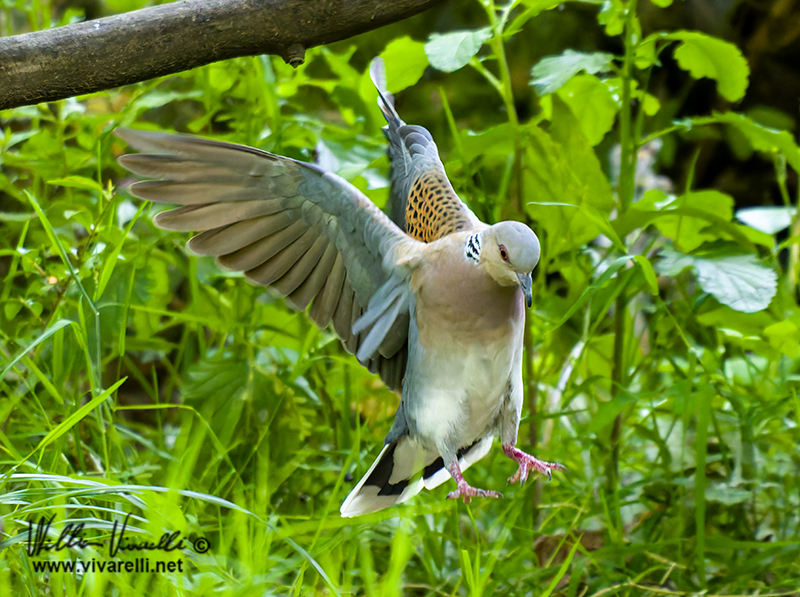 Tortora selvatica (Streptopelia turtur)