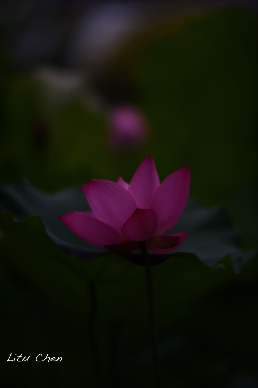 DSC_3546.jpg