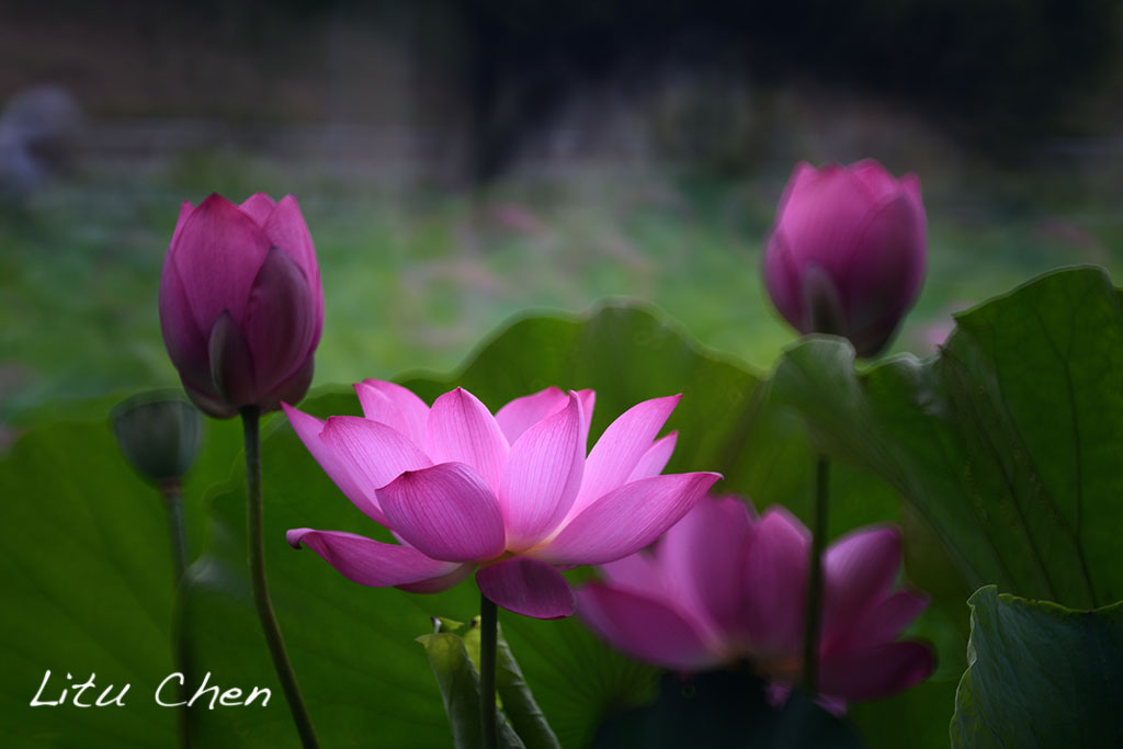 DSC_3551.jpg