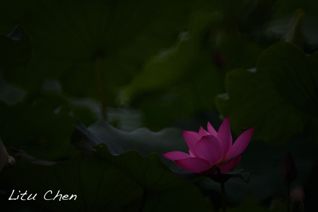 DSC_3560.jpg