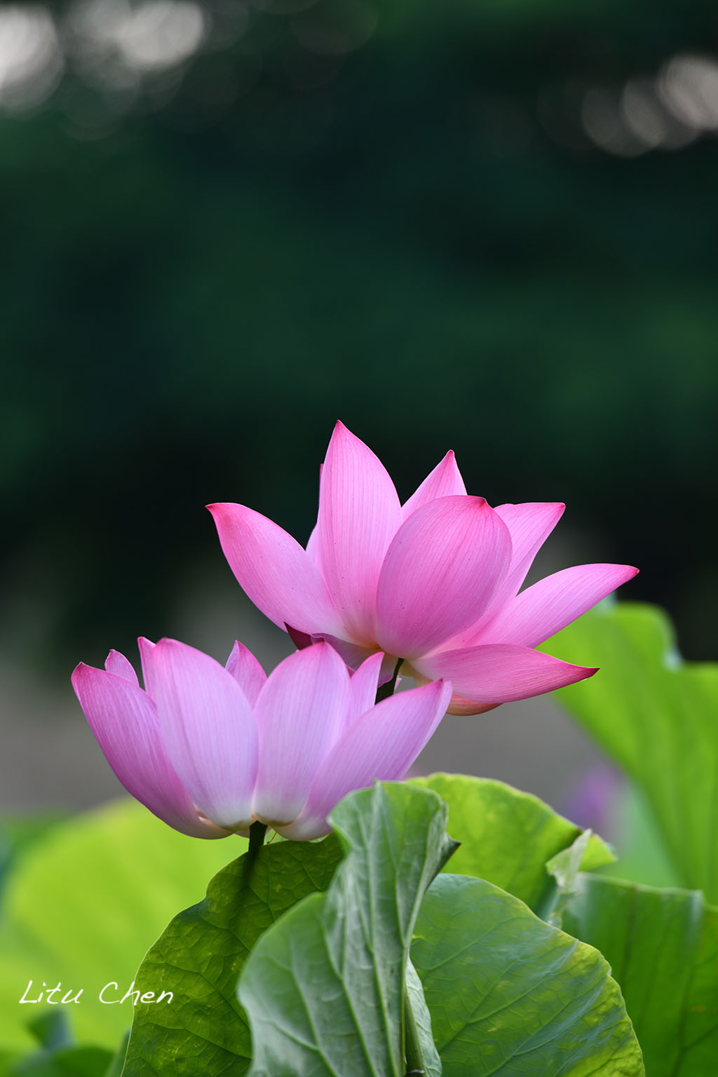 DSC_3609.jpg