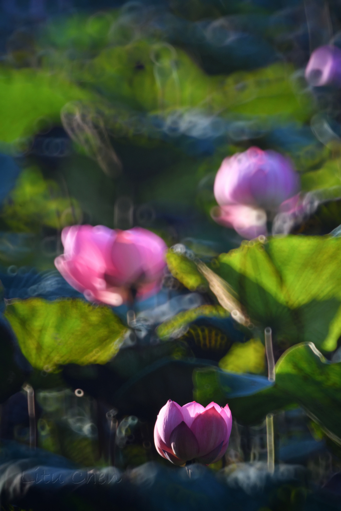 DSC_1729.jpg