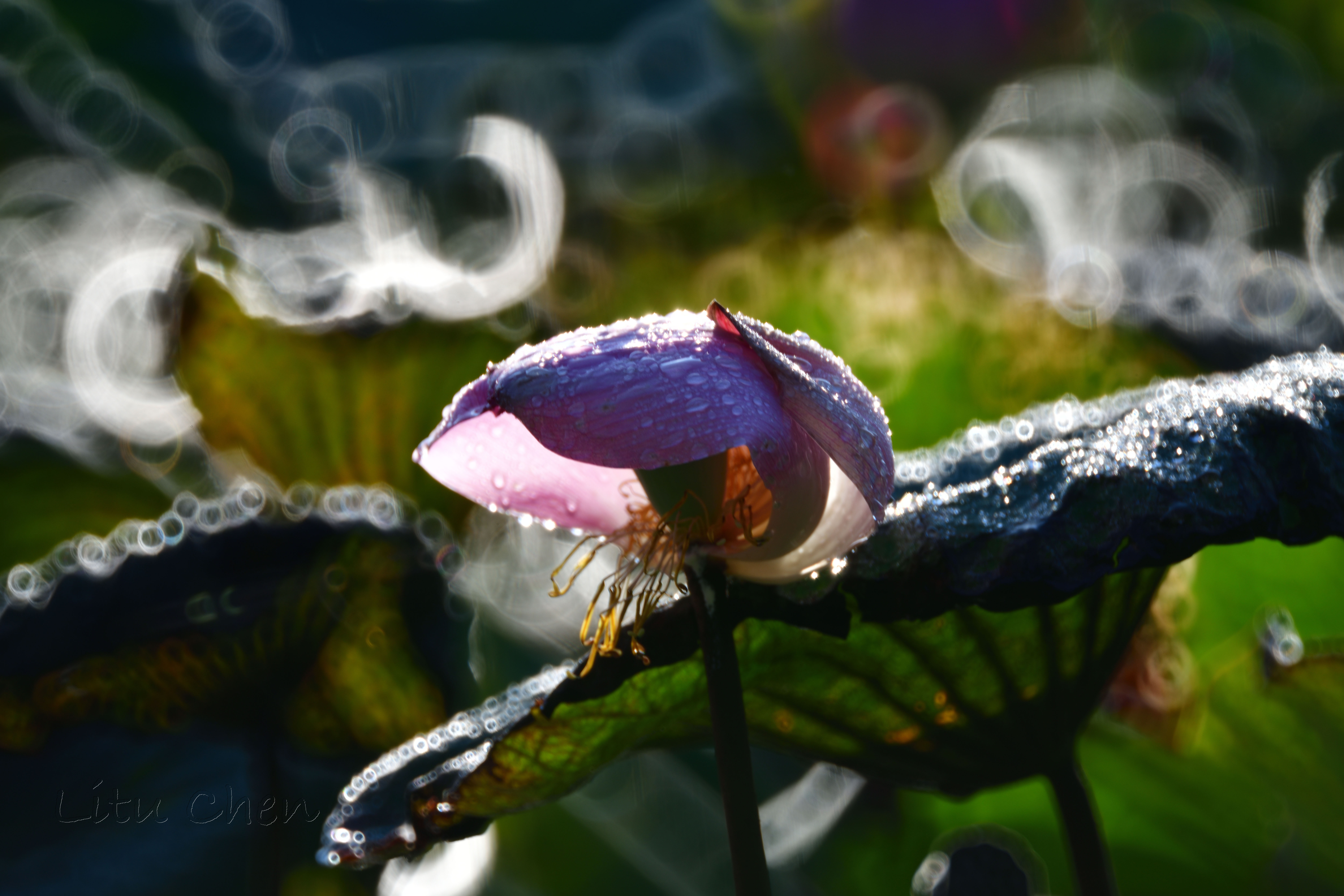 dsc_7909.jpg