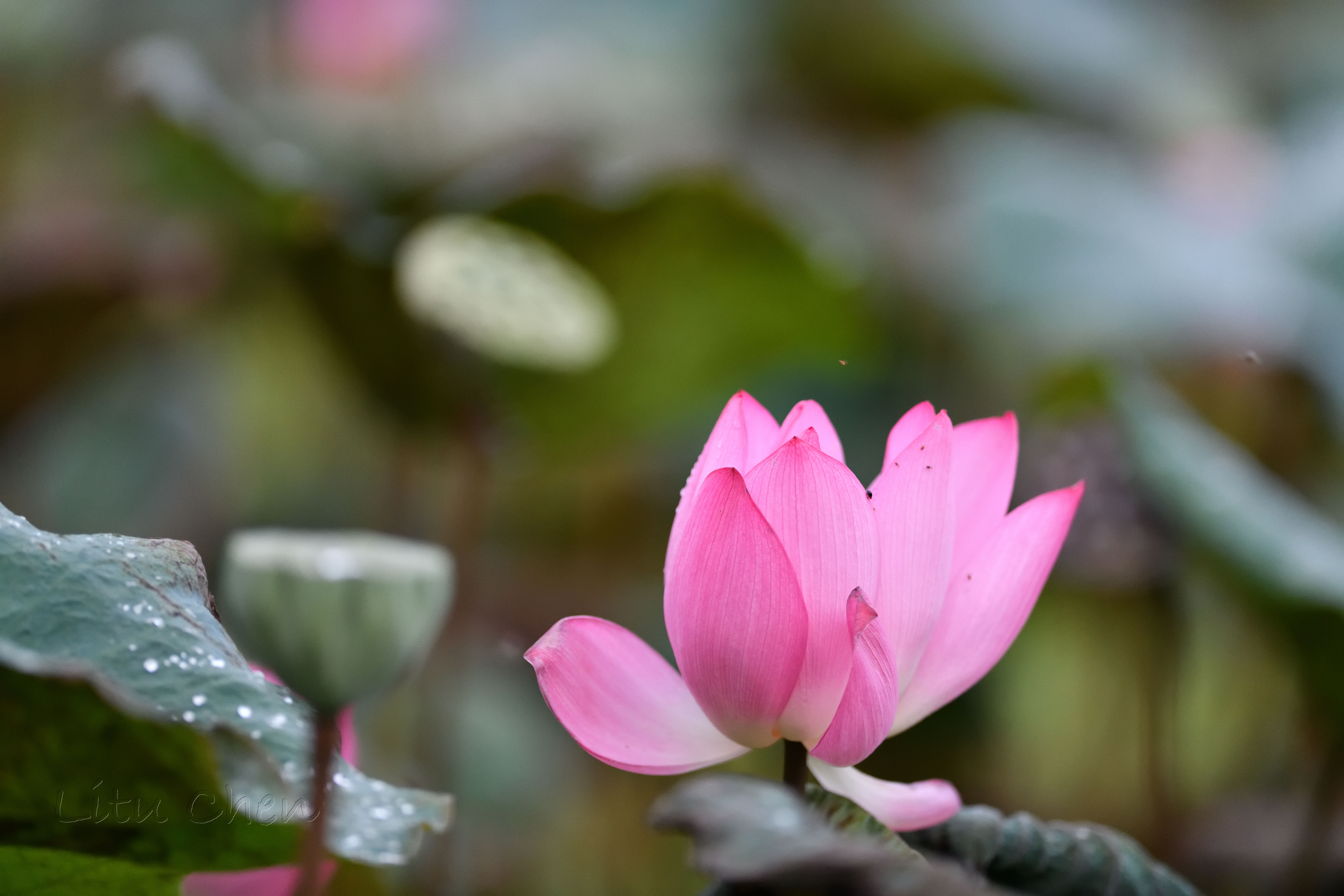 dsc_8232.jpg