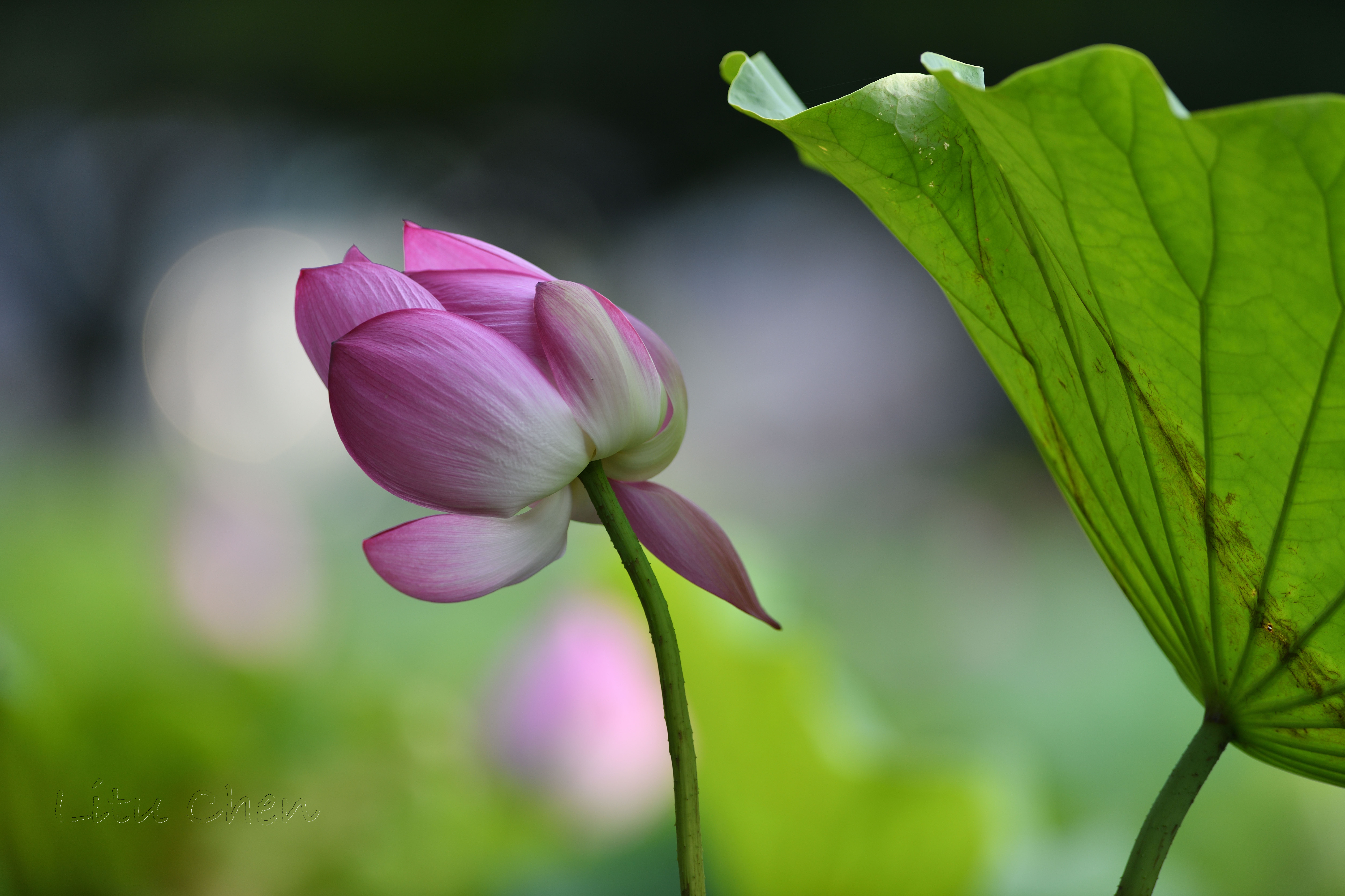 dsc_8590.jpg
