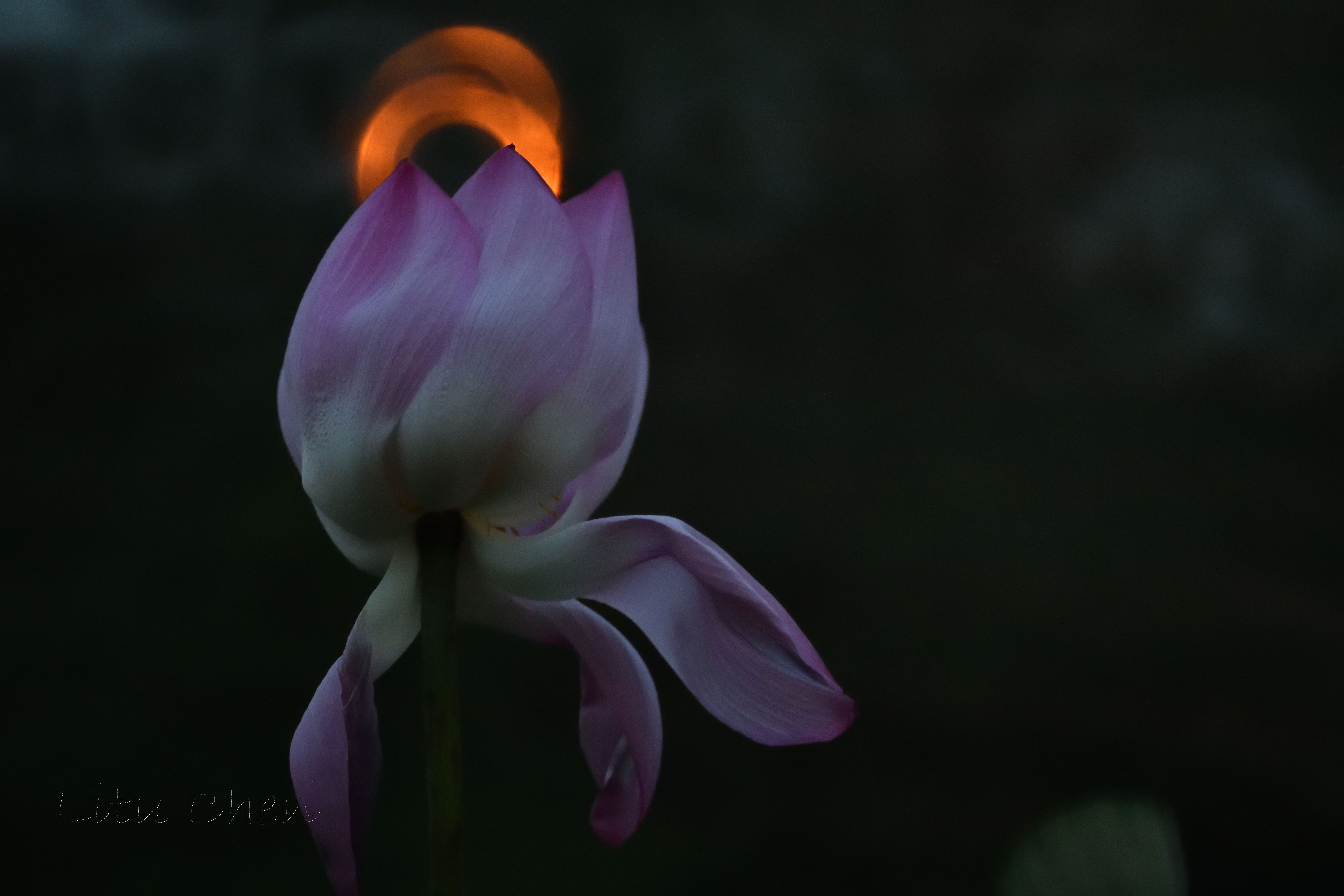 dsc_8728.jpg