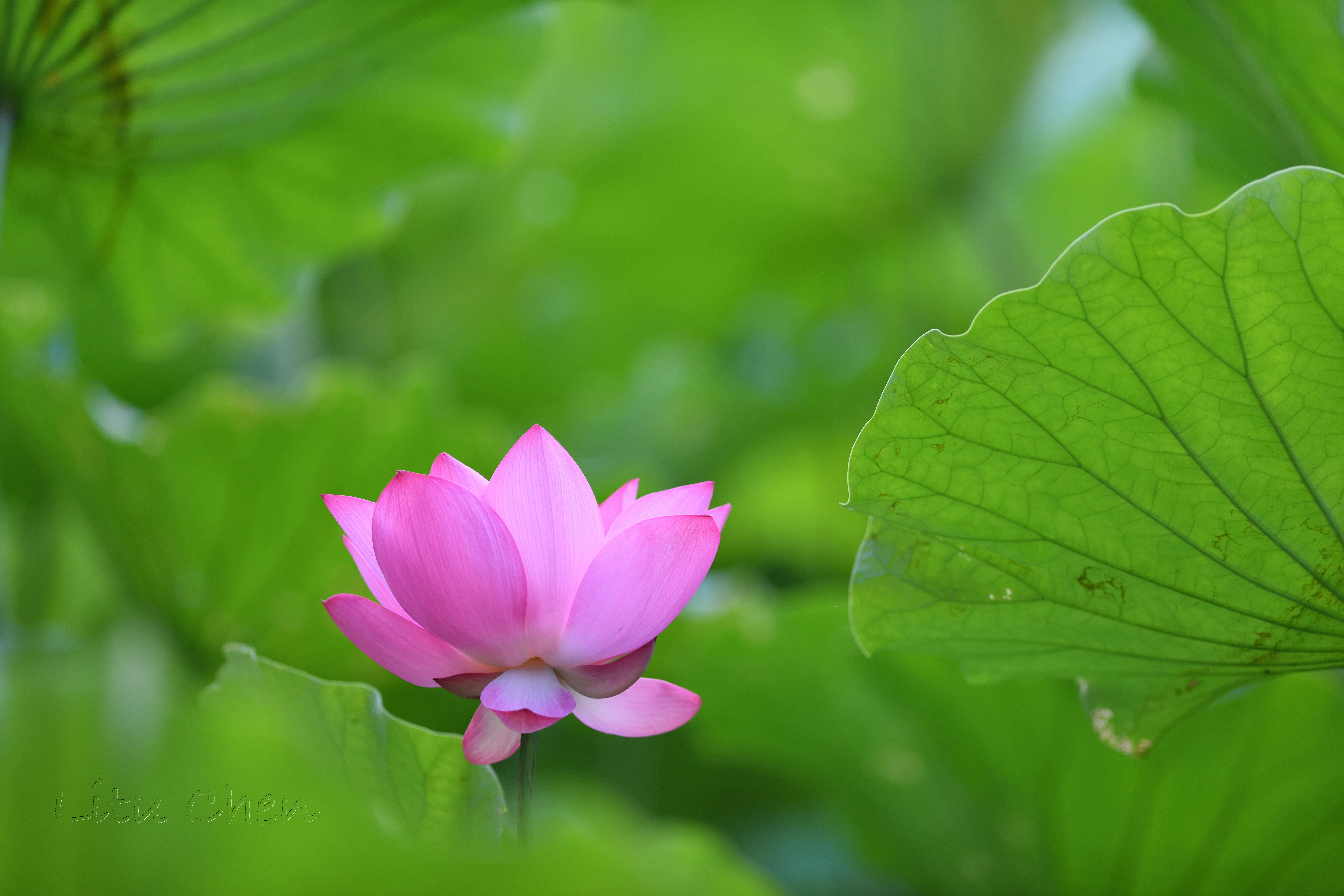 dsc_8750.jpg