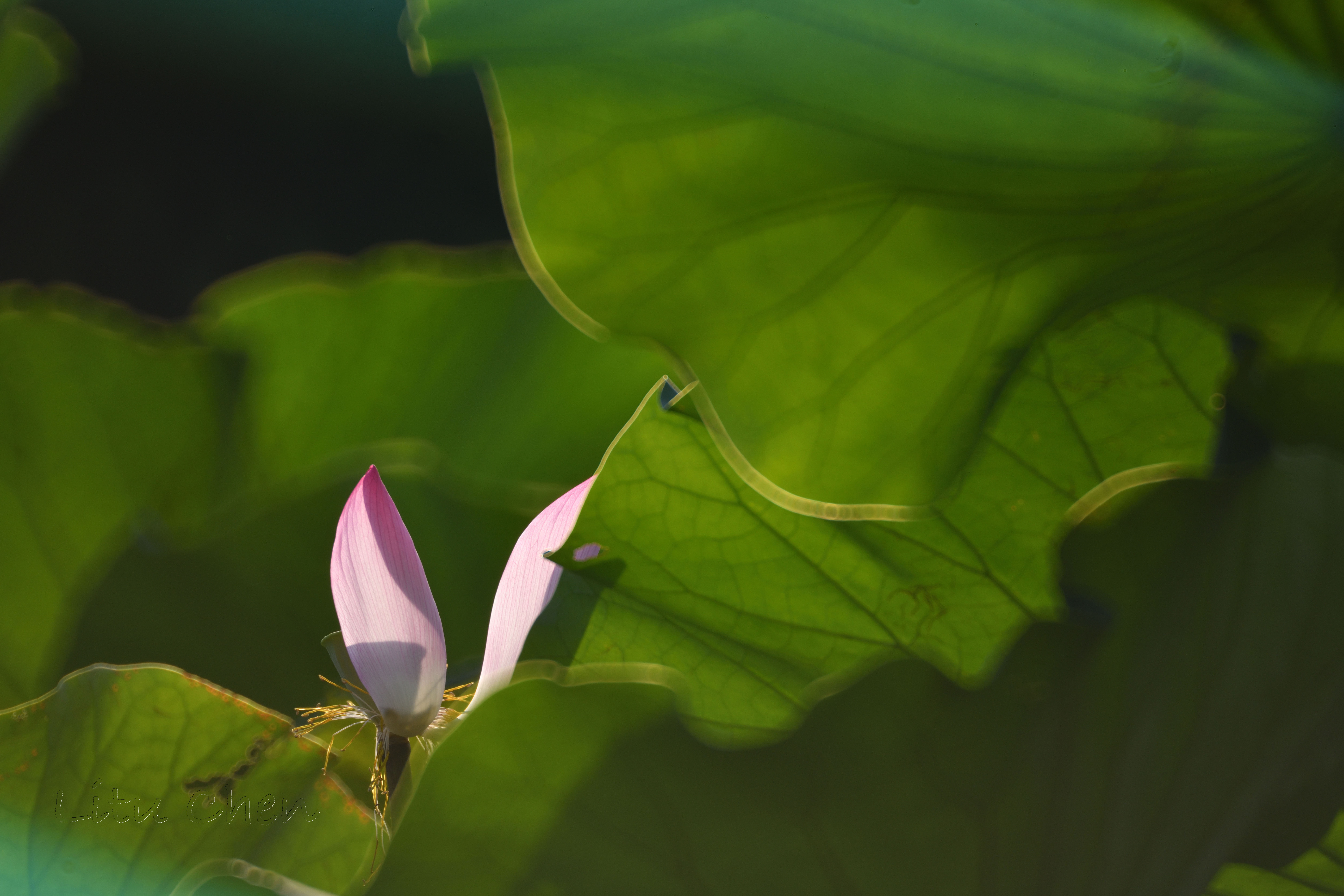 dsc_8802.jpg