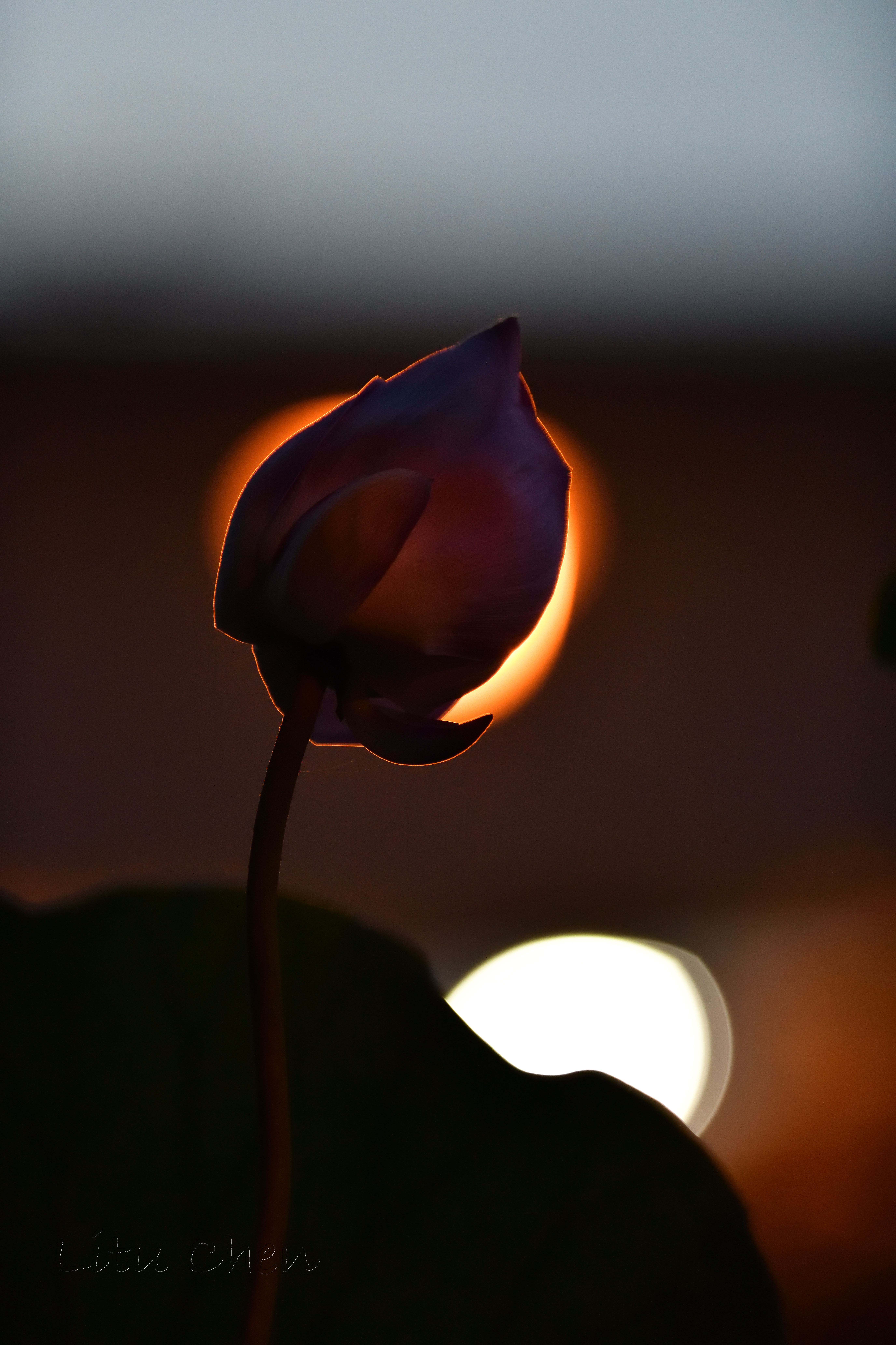 dsc_8818.jpg