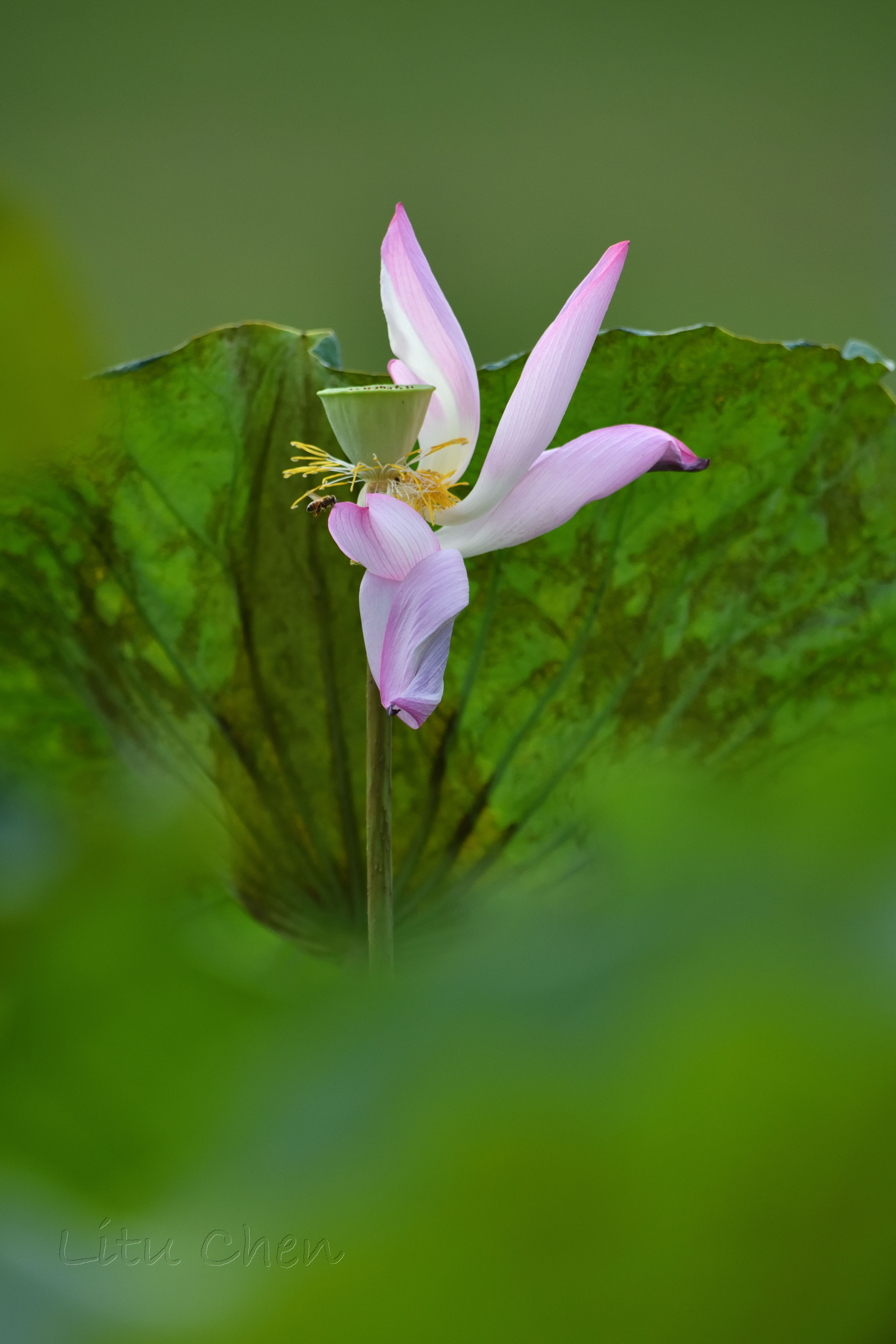 dsc_9370.jpg